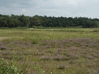 NL, Noord-Brabant, Alphen-Chaam, Strijbeekse Heide 2, Saxifraga-Willem van Kruijsbergen